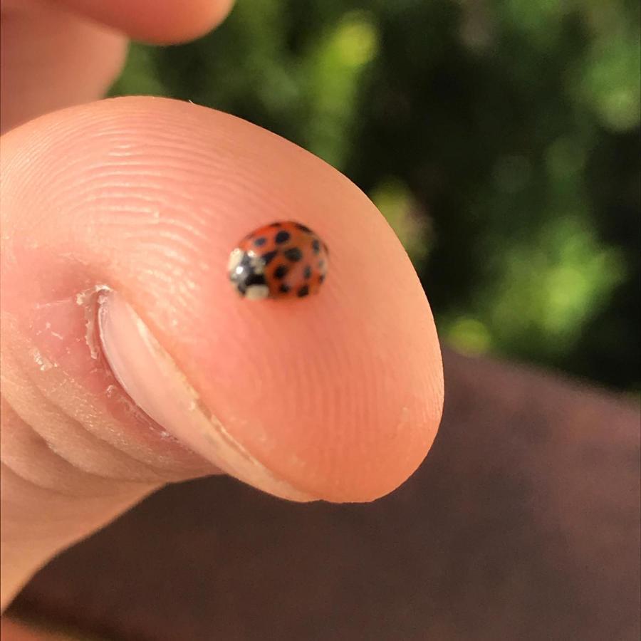 Agriturismo Pingitore Luzzi 外观 照片