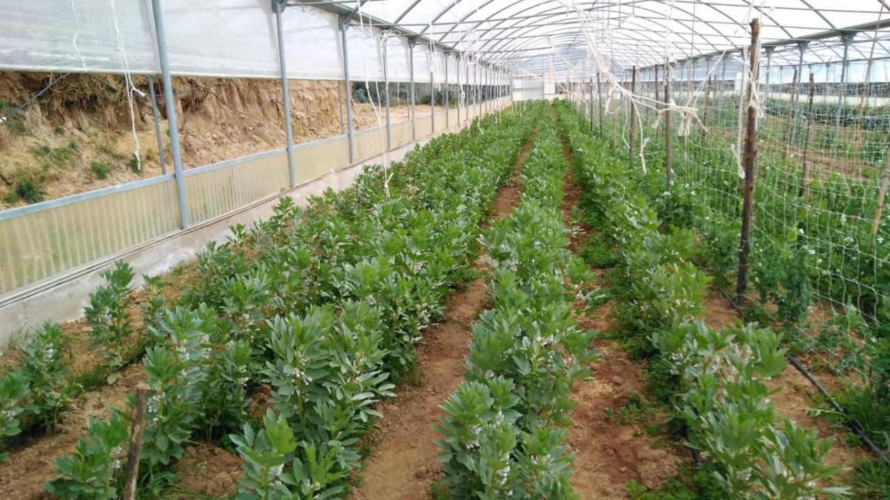 Agriturismo Pingitore Luzzi 外观 照片