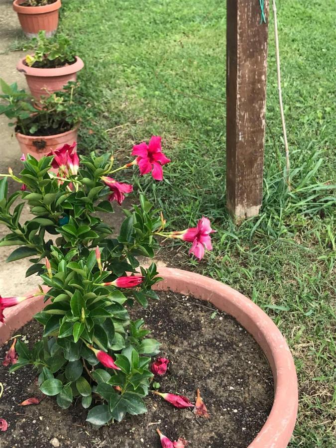 Agriturismo Pingitore Luzzi 外观 照片